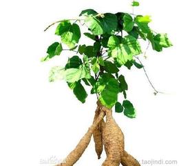 供應(yīng)植物提取物 可靠的植物提取物廠家貨源 供應(yīng)信息