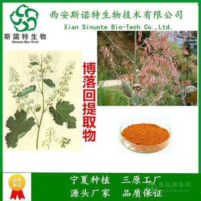 血根堿40%含量 博落回提取 西安斯諾特純植物 天然原料萃取
