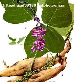 ll37,價(jià)格,廠家,供應(yīng)商,植物提取物,daxinganing lingonberry group 熱賣促銷 阿土伯網(wǎng)