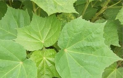 植物提取物方法 植物提取物常見檢測方法(完整版)